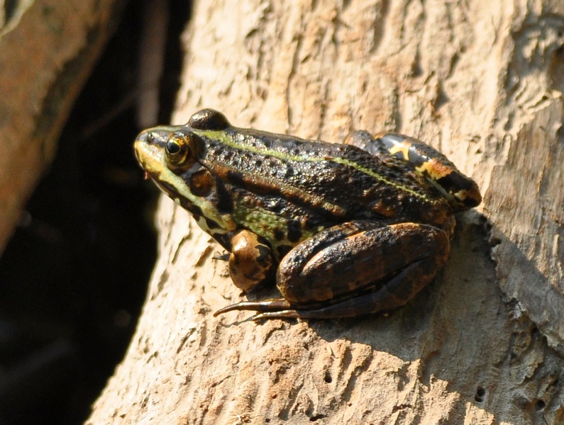 Rana verde - Pelophylax sp. (prov. Treviso)